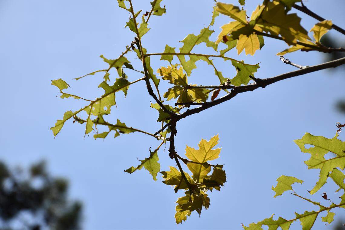 Spongy moth caterpillars eat over 300 types of trees and shrubs, and if not kept in check, could strip all the leaves of a forest from canopy to floor within a matter of months.