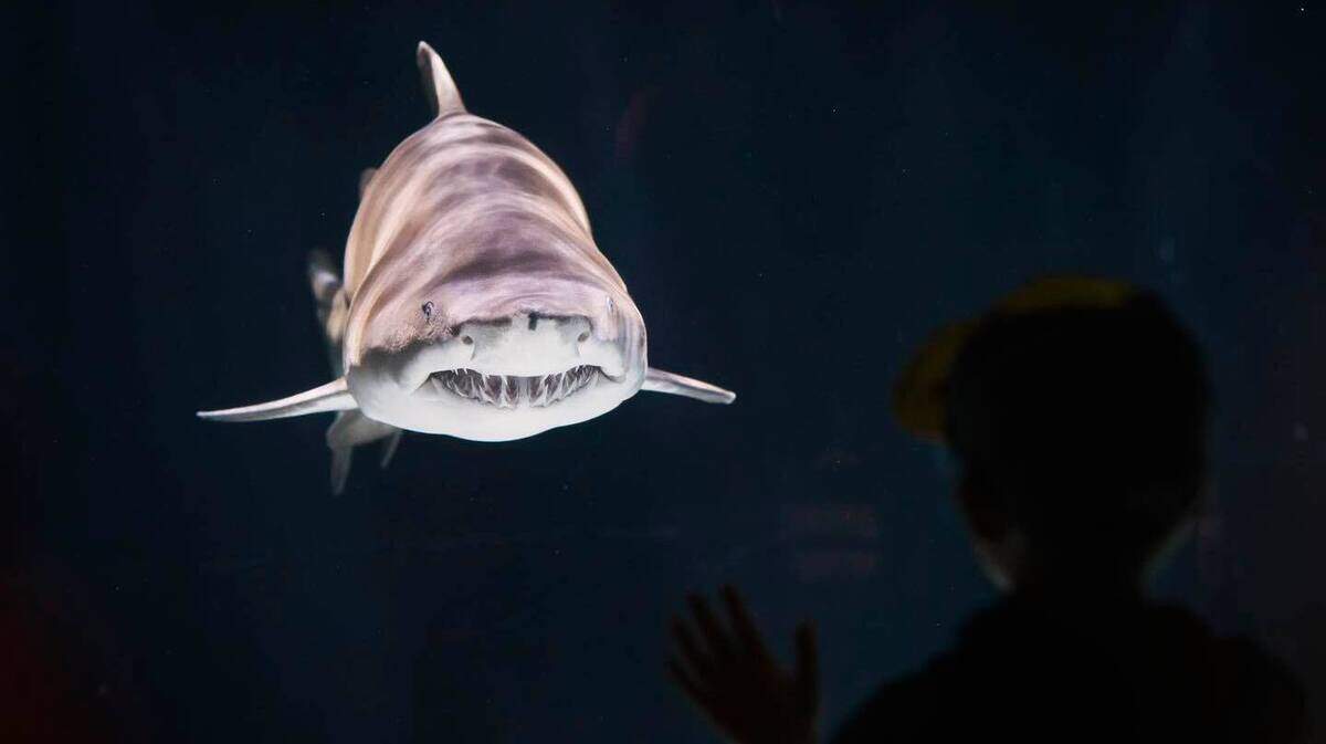 Sammy the sand tiger shark, a longtime fixture of Tacoma’s zoo and a memorable part of many Pierce County families’ visits to the Outer Reef Habitat in the aquarium, was euthanized Friday. He was estimated to be 38.
