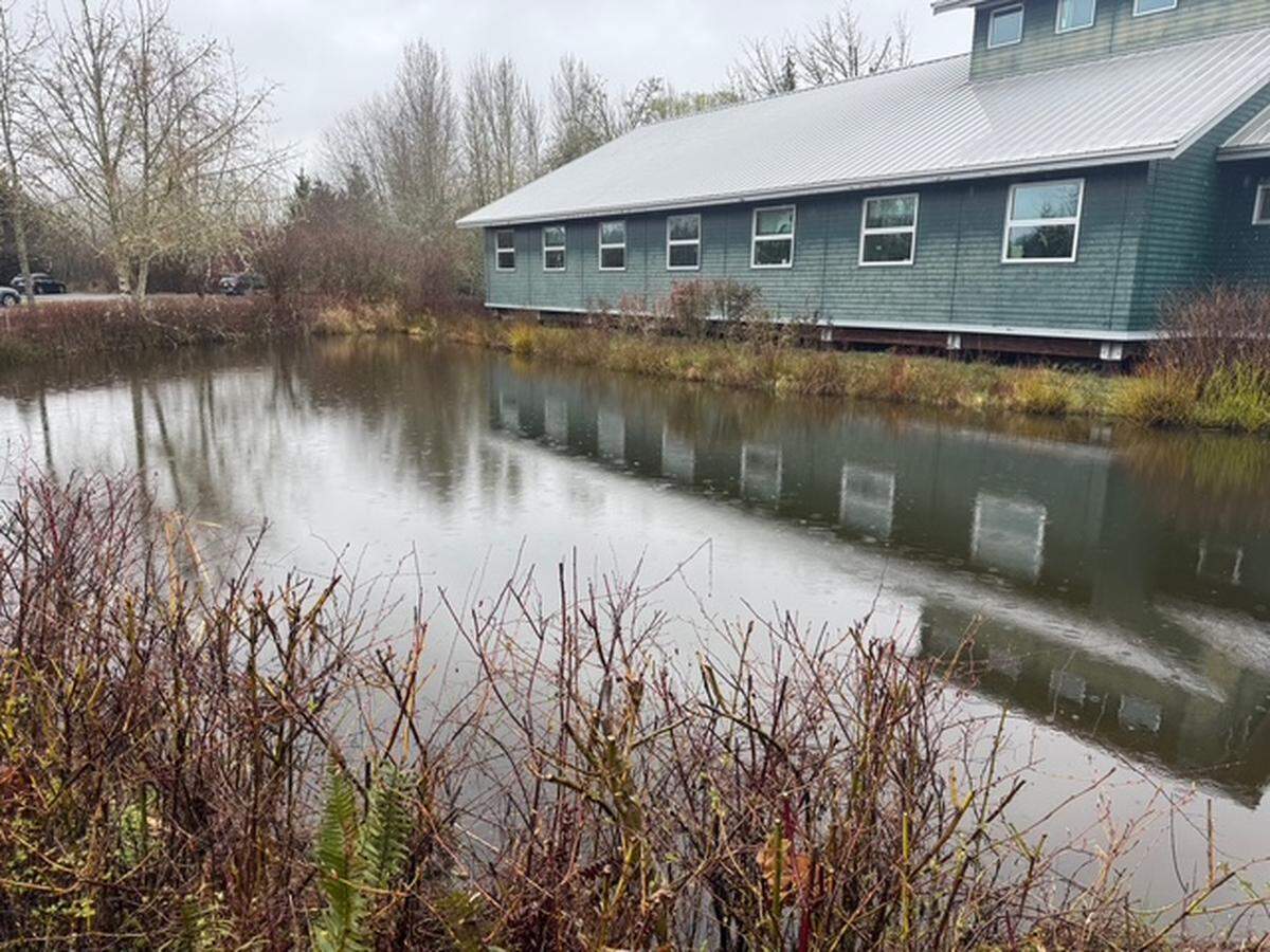 Billy Frank Jr. Nisqually National Wildlife Refuge and American bullfrog paradise. 