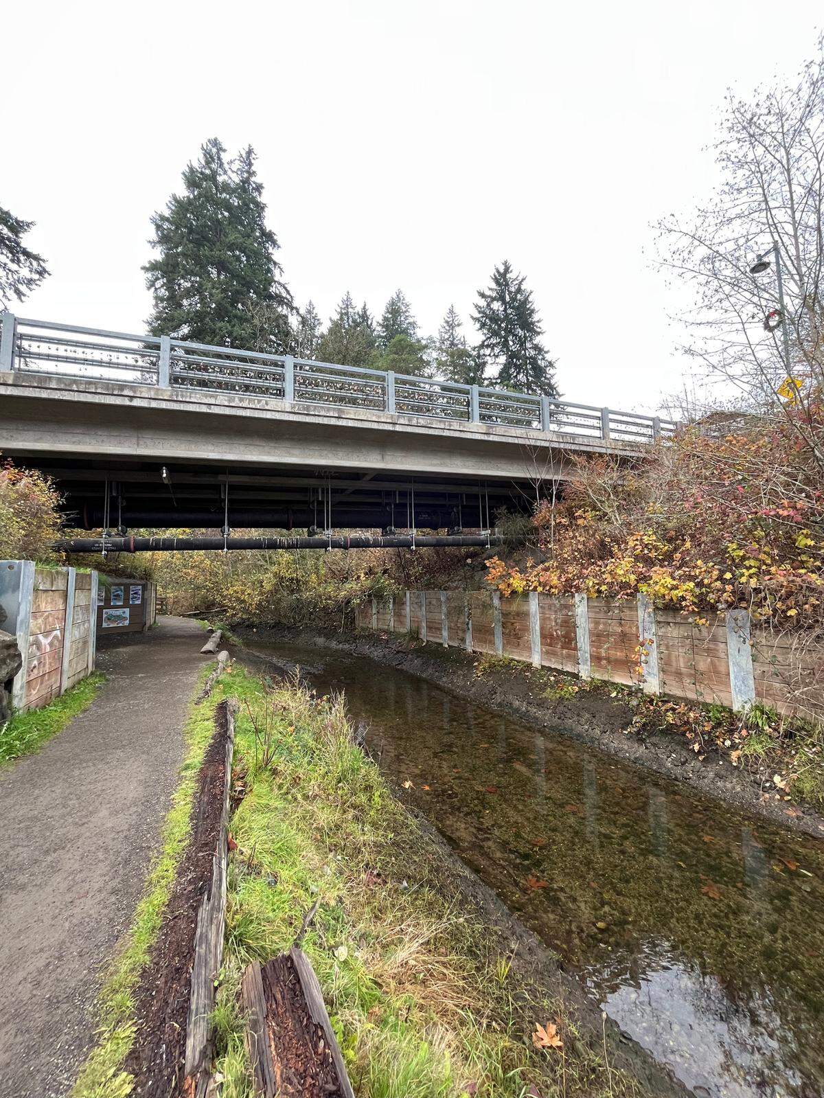 Salmon haven’t yet returned to Donkey Creek in Gig Harbor this season.