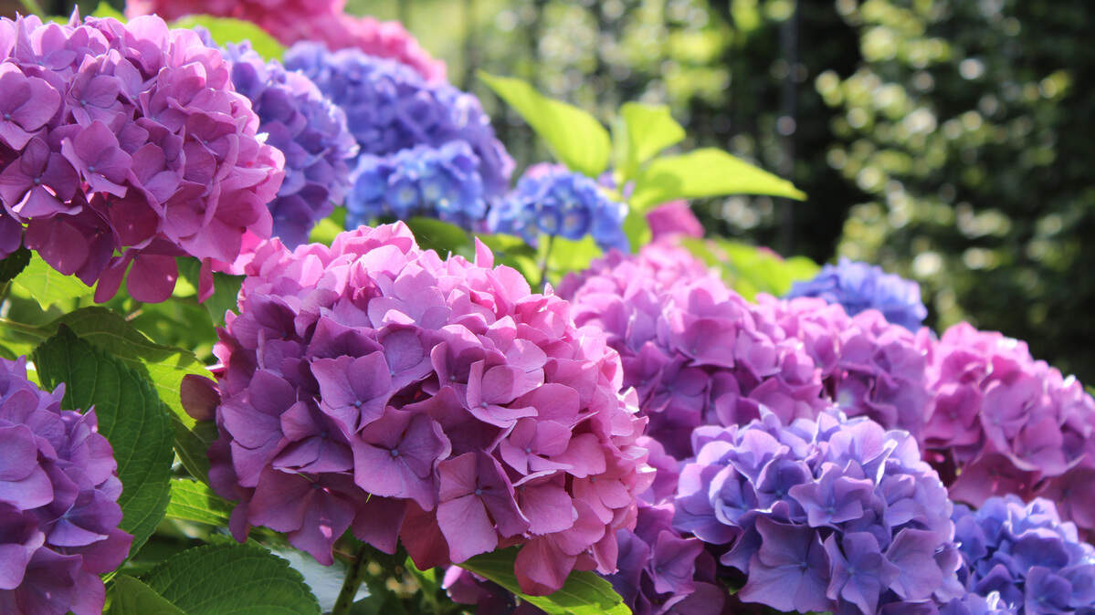 Western Washington gardeners have been buying more hydrangeas, which are easy to grow in our climate, than ever before.