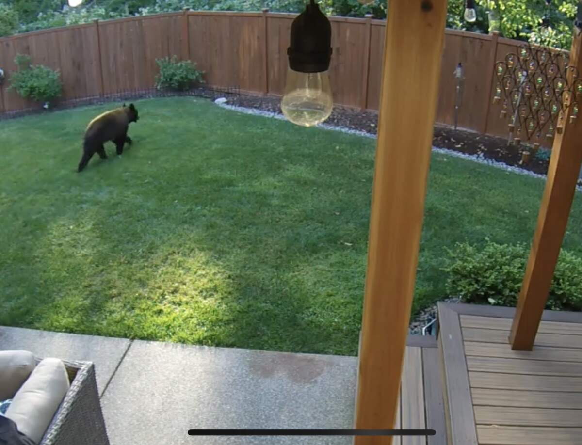 Bear sighted in the backyard of Matthew Piccolo in Puyallup, Washington in early July.