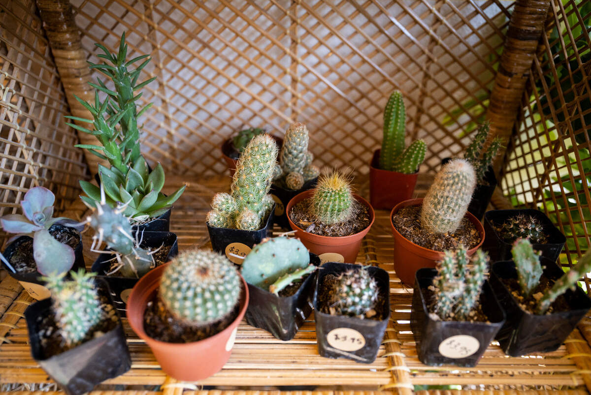 Mini cacti are for sale at Sunne Plant Shop, a new local business owned by Desiray O’Brien, in downtown Sumner, Wash. on Oct. 13, 2022.