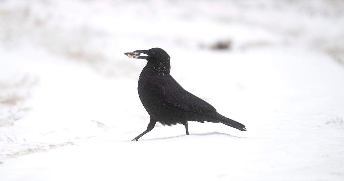 A crow grabs a bite to eat while foraging through the snow in Tacoma, Washington, on Tuesday, Dec. 28, 2021.