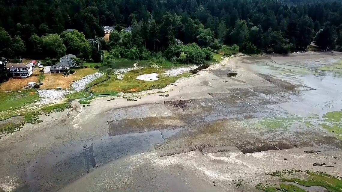 A view from above shows the northeast tidelands of Burley Lagoon in 2021. The area has plastic predator exclusion nets covering parts of it, Burley Lagoon resident Janey Aiken said.