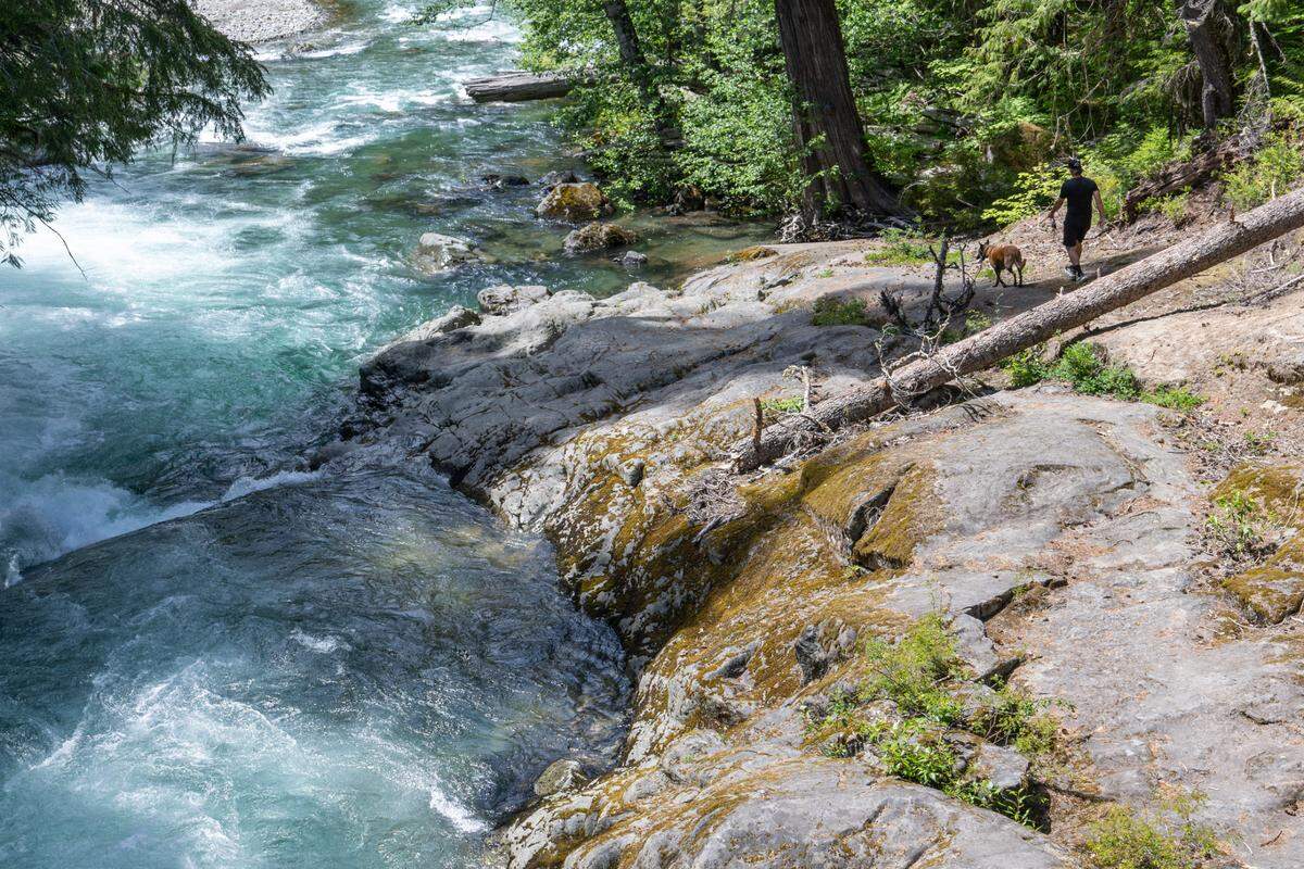 A person walks closer to the edge of the Ohanepecosh River, a river fed by Mount Rainier’s glaciers, on Friday, June 6, 2025, at Mount Rainier National Park.