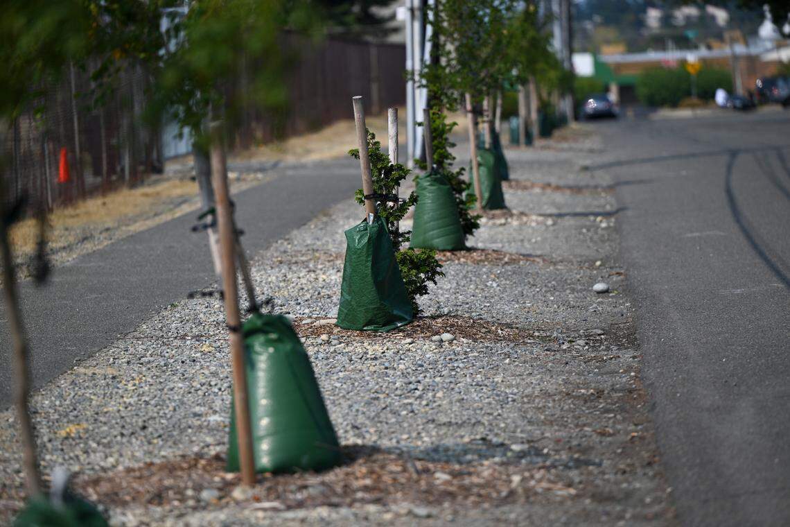 A row of recently planted trees lines South Junett Street in the Tacoma Mall neighborhood, Thursday, Aug. 24, 2023. The neighborhood has a smaller tree canopy than other Tacoma neighborhoods.