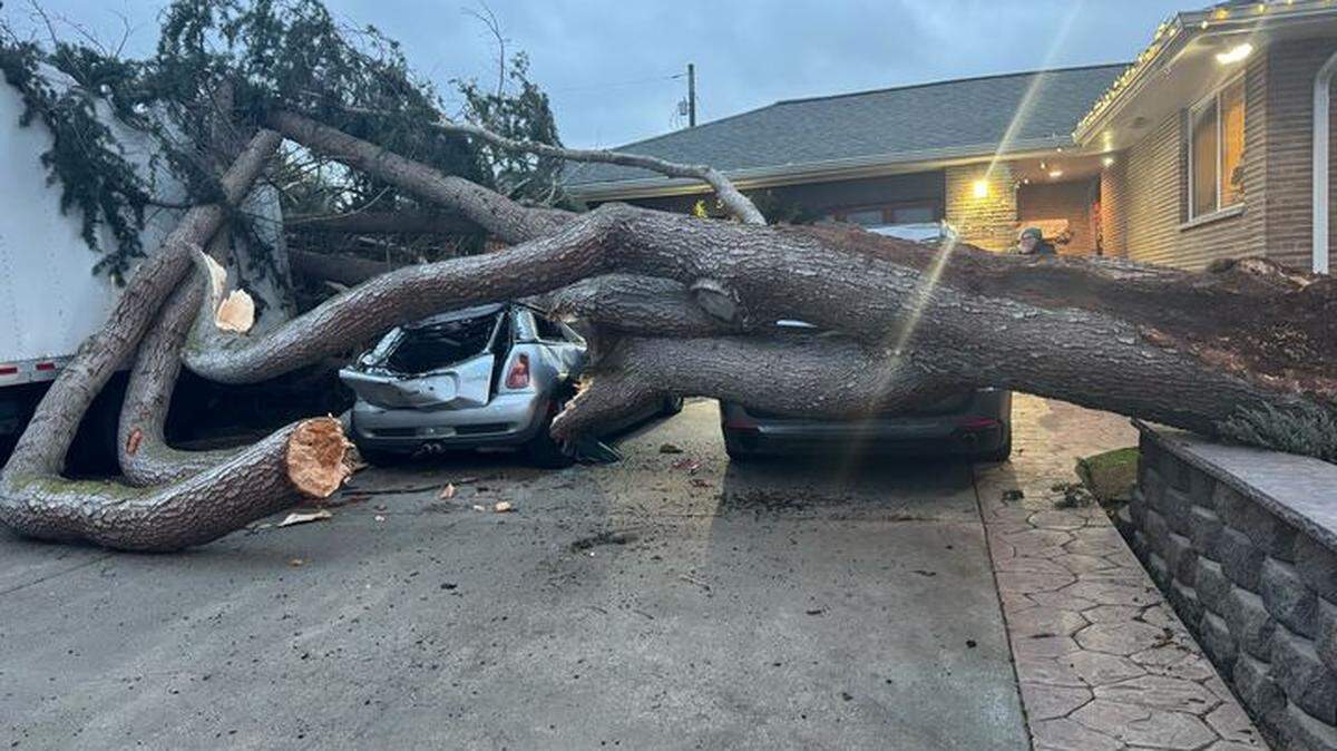 A large tree in Anthony Guerra’s Ruston front yard damaged three vehicles in his driveway after strong wind gusts caused it to fall Friday night.