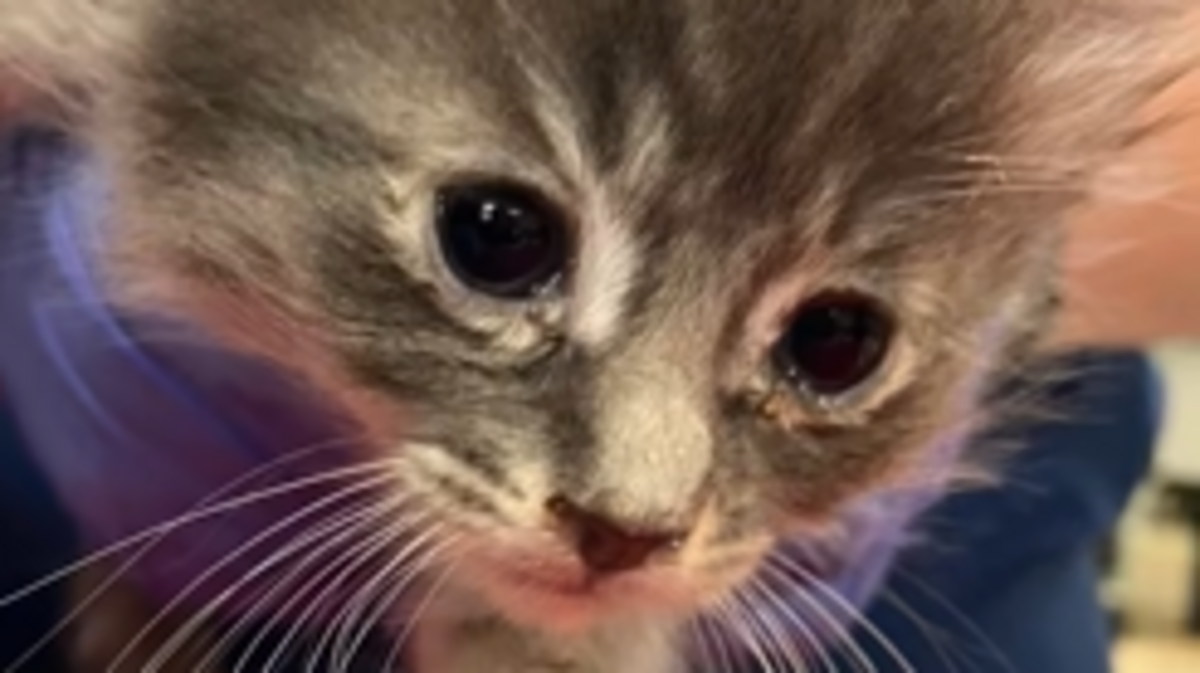 Dozens of cats rescued from Pierce County camper trailer | Tacoma News ...