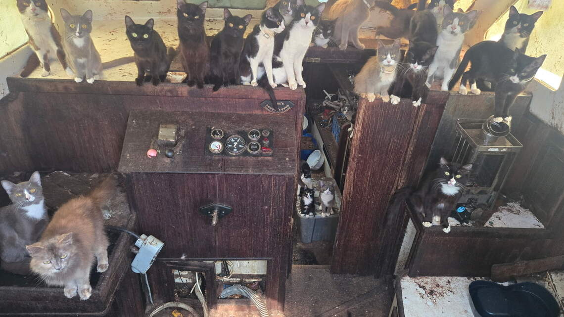 A ghost ship with a crew of cats? Empty boat near Tacoma beach full of mews