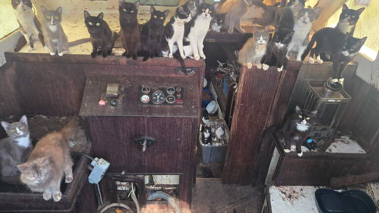 A ghost ship with a crew of cats? Empty boat near Tacoma beach full of mews