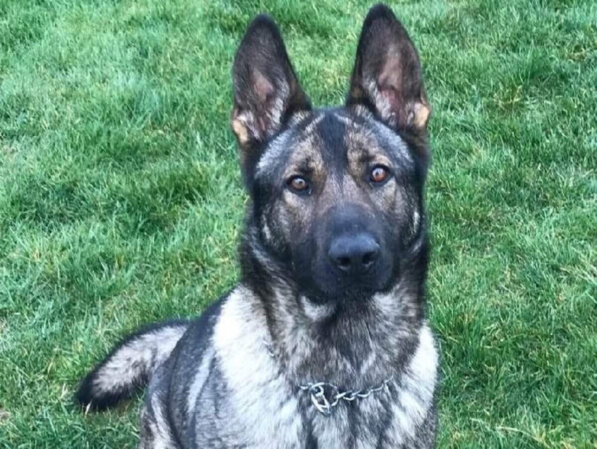 Ronja