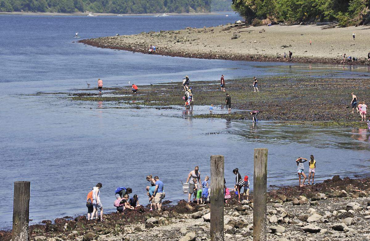 Titlow Beach tide pool tour on Memorial Weekend. 