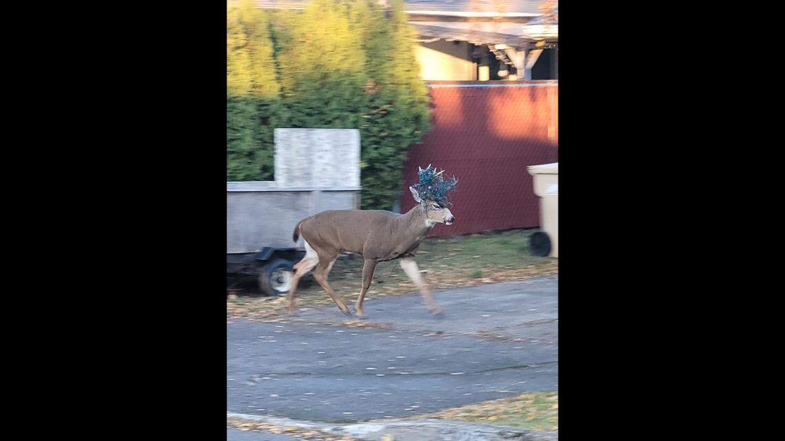 A buck was spotted in Dallas, Oregon, with Christmas lights wrapped in its antlers on Nov. 30, 2022, wildlife officials said.