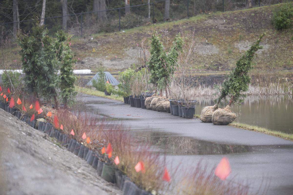 Trees and shrubs sit out at a large planting project near Harbor Hill Drive on Wednesday, March 25, 2026, in Gig Harbor.