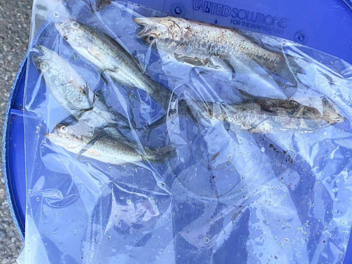Dead fish found in Coffee Creek on Jan. 24, 2025.
