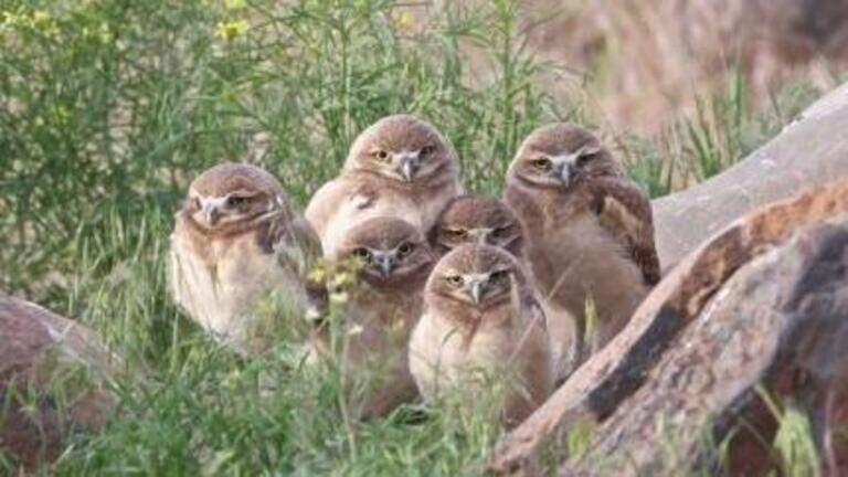 Burrowing owls might soon be endangered in Washington State