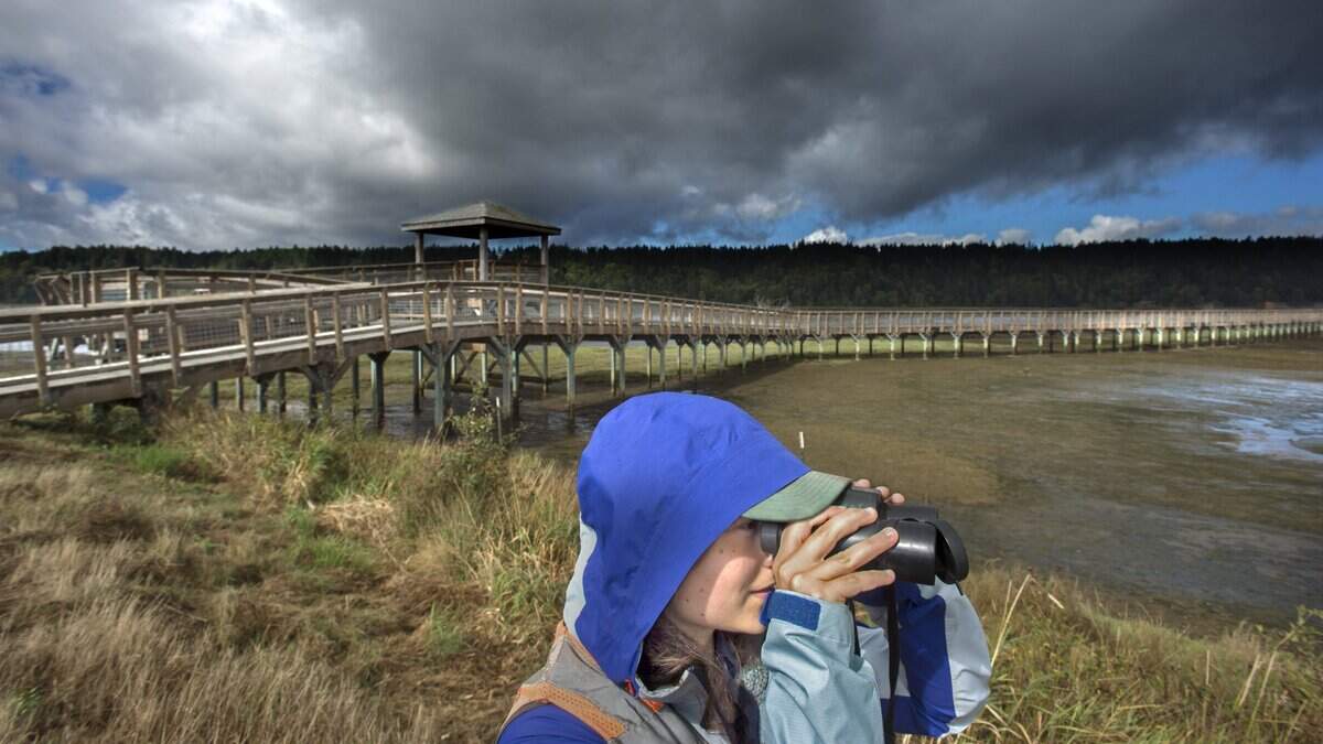 Melanie Davis, US Geological Service project coordinator, surveys a salt marsh at the Billy Frank Jr. Nisqually Wildlife Refuge south of Tacoma.