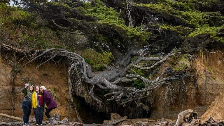 Famous ‘Tree of Life’ slumps but struggles to survive on WA coast after recent storms