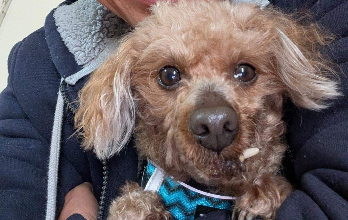 Brownie, a 10-year-old toy poodle, was killed by a larger dog in the care of the Humane Society at the Tacoma City Marathon on Sunday, May 3, 2026.