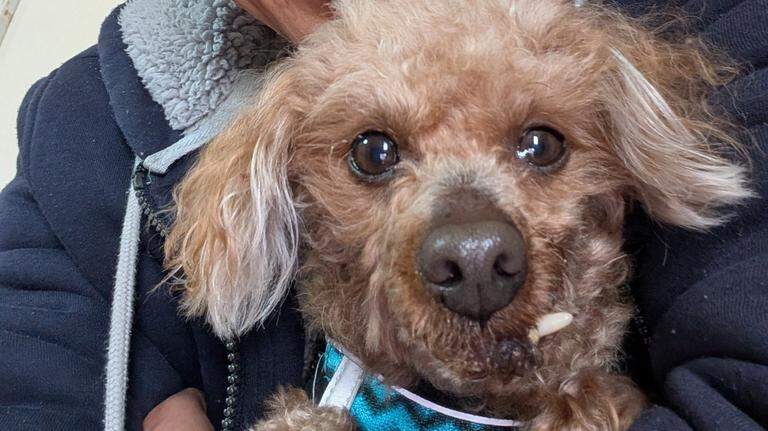 Fatal dog-on-dog attack at Tacoma marathon leads to scrutiny of Humane Society