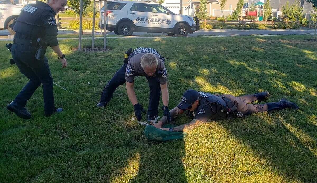 A Pierce County Sheriff’s Department deputy dives on the ground to capture a stray chicken. The chickens were successfully corralled by department officers and animal control Monday morning.