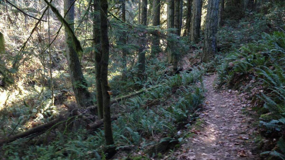 McCormick Forest Park in Gig Harbor has more than 4 miles of trails on 122 acres.
