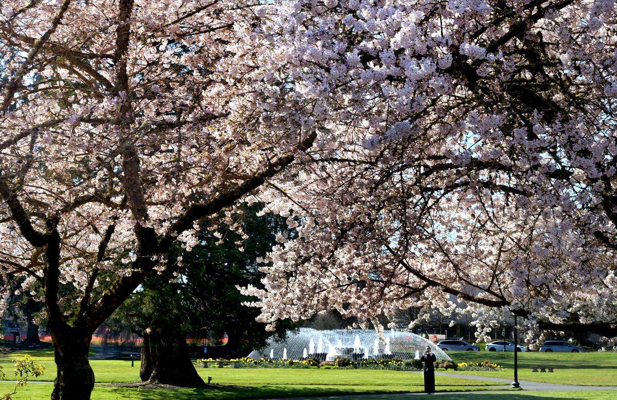 Blossom-laden cherry trees wave in the gentle breeze, framing Tivoli Fountain, on Tuesday, March 19, 2024, on the Capitol Campus in Olympia after a string of glorious spring-like days in the Pacific Northwest.