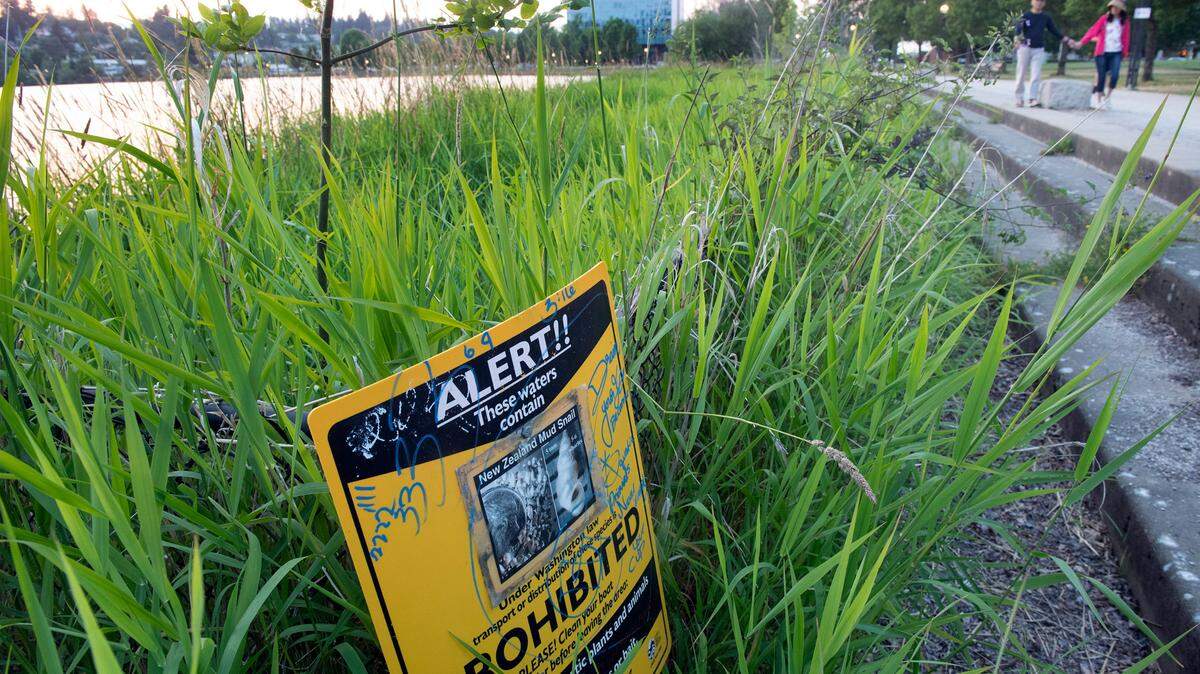 Signs mark the closure of Capitol Lake in Olympia due to the invasive New Zealand mud snails.