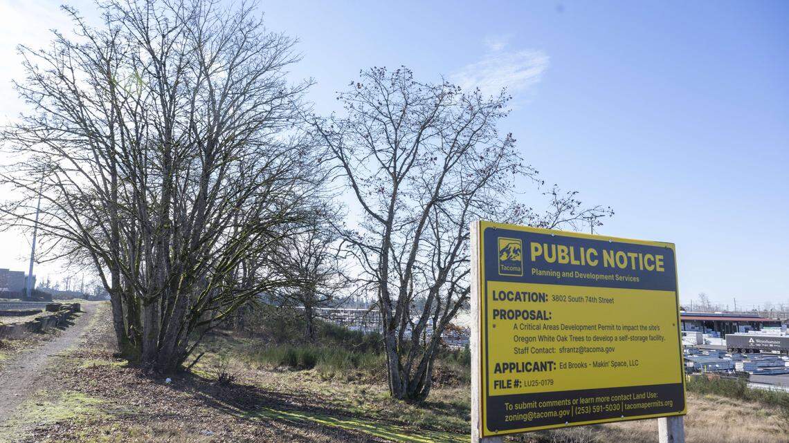 Should 600-year-old oaks be cut down in Tacoma for a new storage facility?