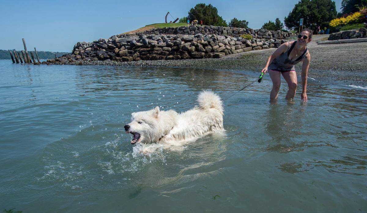 “I constantly worry about him getting too hot. He’s an Arctic dog in a non-Arctic environment,” said Tori Holtestaul while encouraging Baker, her heavily fur-coated Samoyed, to take a dip off the beach at Jack Hyde Park in Tacoma on a warm Friday afternoon on July 30, 2021. Besides swimming, Holtestaul said she keeps her dog hydrated and in the shade as much possible to fend off the heat.