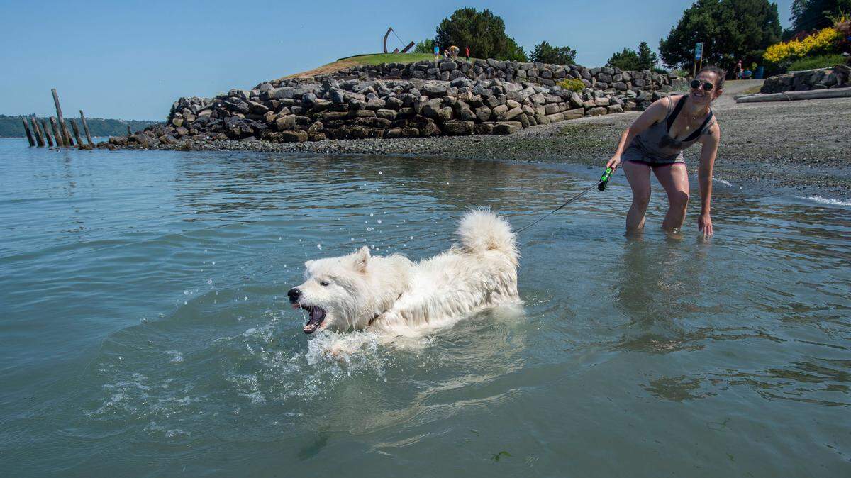 Tori Holtestaul wades with dog Baker at a park off Ruston Way. Swimmers and waders were advised to stay out of the water at Tacoma’s Jack Hyde Beach on June 6, 2025 due to high bacteria levels.