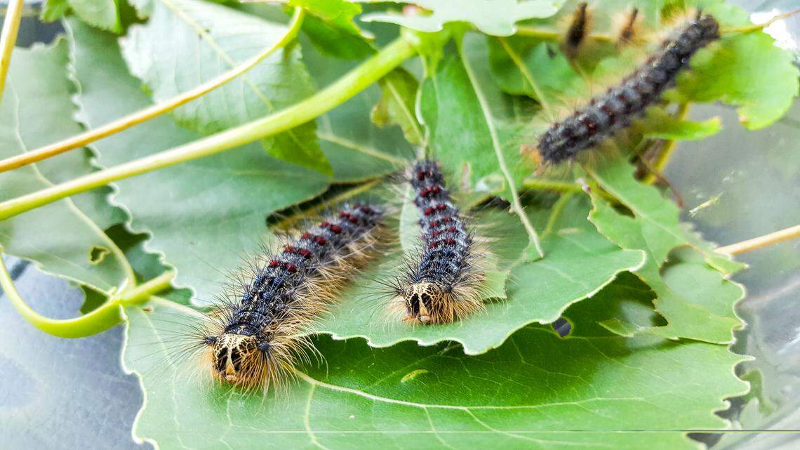 The invasive spongy moth has been spotted in Lakewood in 2024 and 2025, with treatment to eradicate them to happen in spring 2026. Spongy moth caterpillars have a small yellow head, hairy body and a distinctive blue-red dot pattern.