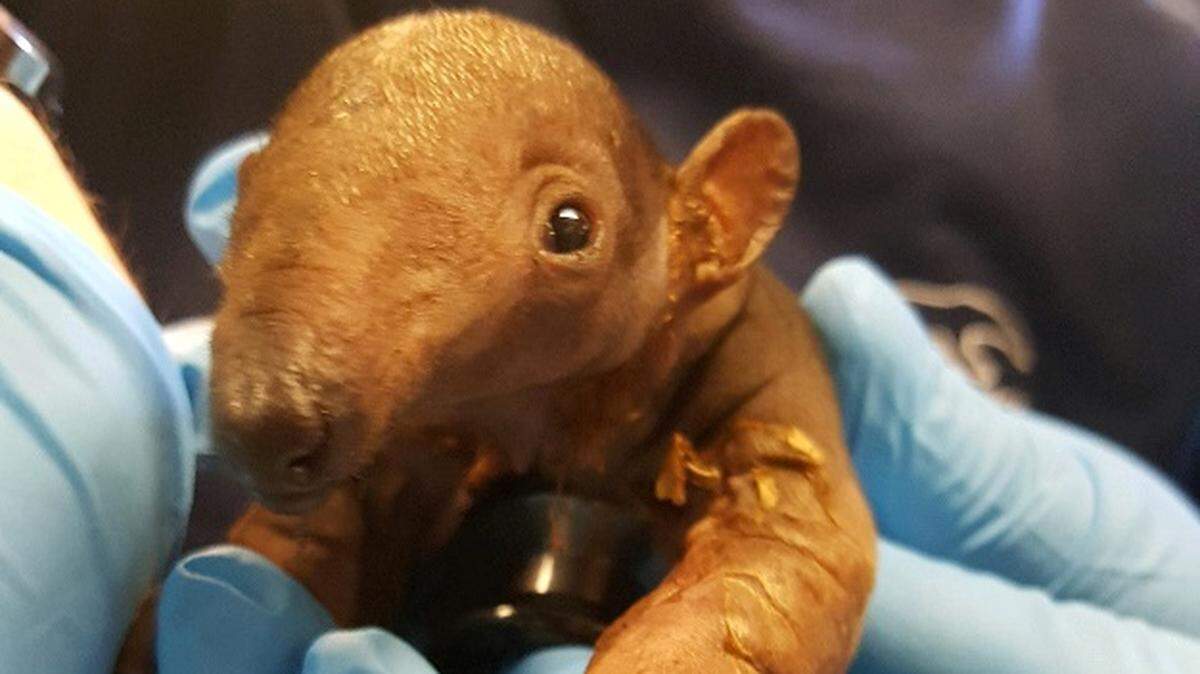 A Southern tamandua was born at Point Defiance Zoo & Aquarium Sunday, a first in the zoo’s history.