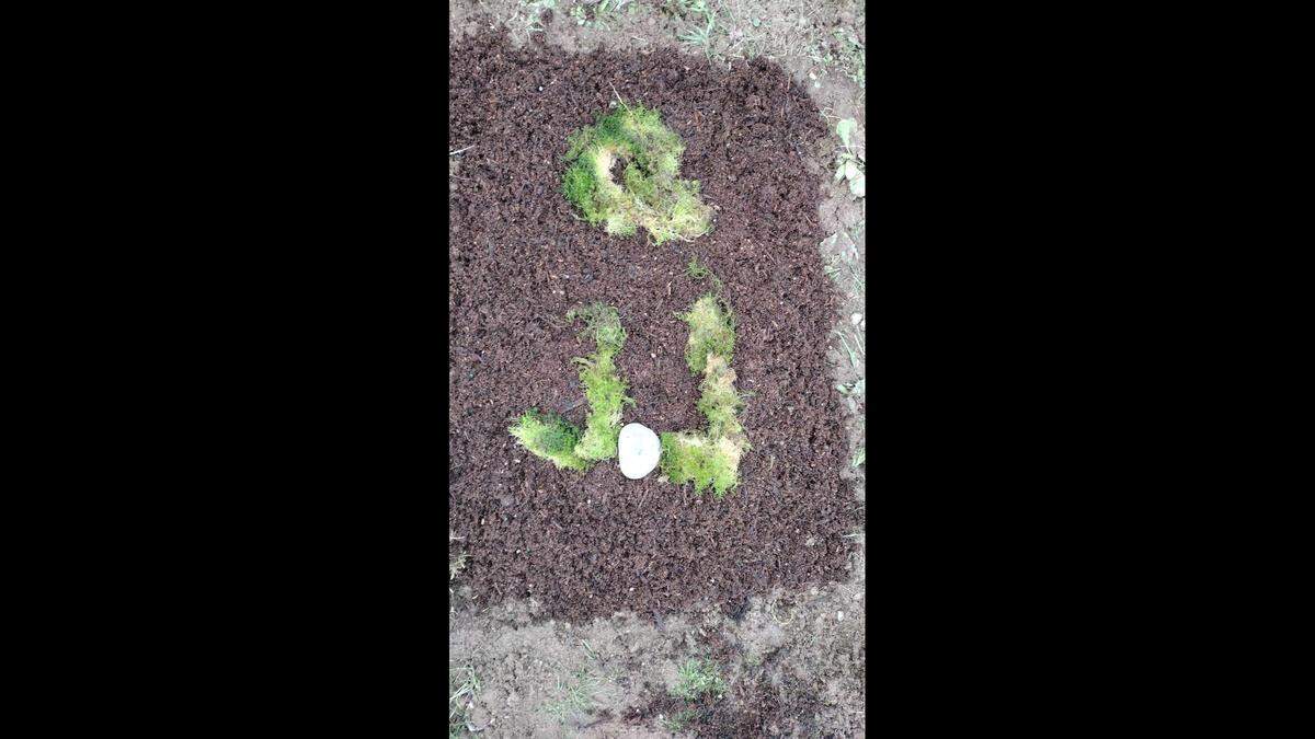 A photo of the burial marker created by Vix Organa, 30, of Tacoma, where Jawless Jerry was laid to rest. The “Q” stands for Quasi, another name the injured coyote was given.