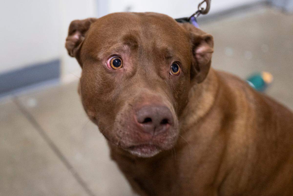 Zero is one of the long-tenured residents looking for a furever home at Metro Animal Services, on Thursday, April 10, 2025, in Puyallup, Wash.