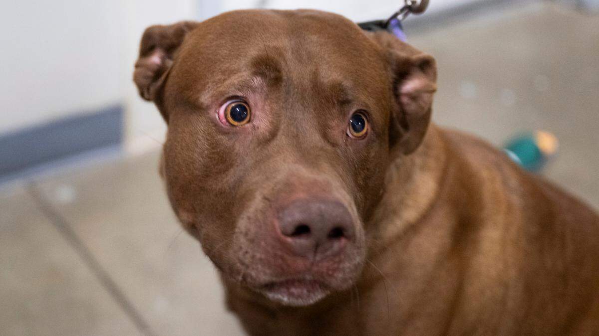 Zero is one of the long-tenured residents looking for a furever home at Metro Animal Services, on Thursday, April 10, 2025, in Puyallup, Wash.