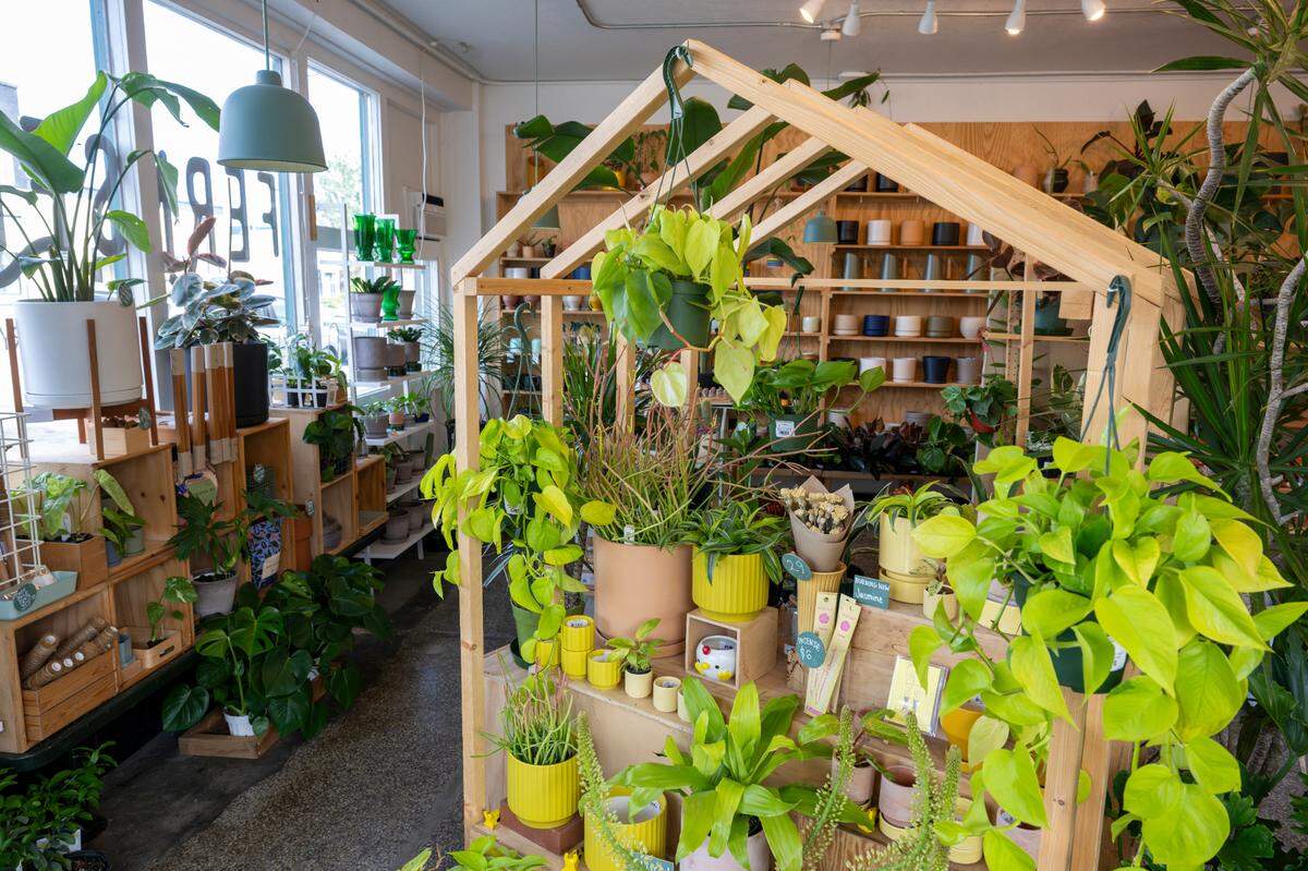 Plants sit on display at The Fernseed along the South Tacoma Way on Thursday, June 5, 2025, in Tacoma. The shop is located in the South Tacoma neighborhood, where an ongoing planning effort is underway to make the area more family-friendly, safe, and welcoming.