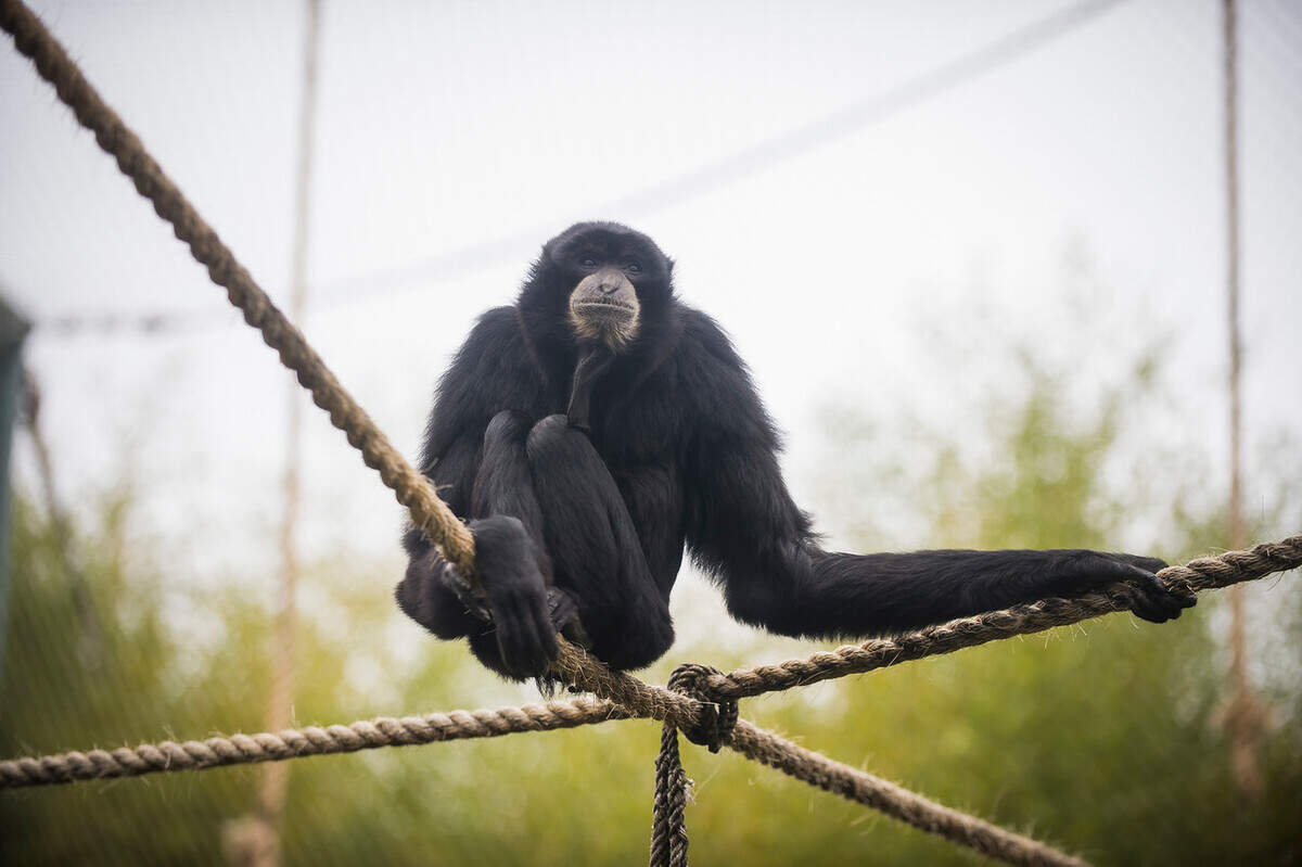 Cho Cho the siamang died at Point Defiance Zoo & Aquarium in Tacoma this week.