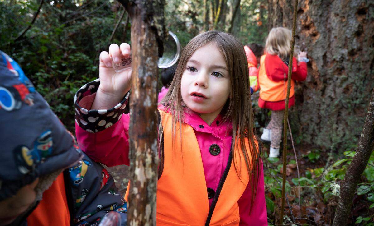 Chloe Johnson, a transitional kindergarten student at Voyager Elementary examines a tree branch as her class takes a nature walk through Kopachuck State Park in Gig Harbor, Washington, on Tuesday, Jan. 10, 2023.