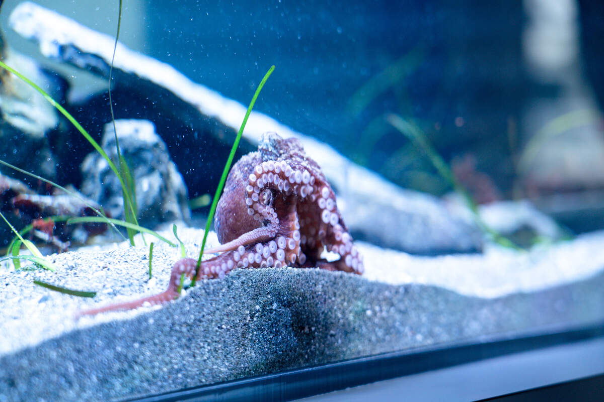 Pancake the red octopus makes an appearance in Harbor WildWatch’s new 300-gallon aquarium.