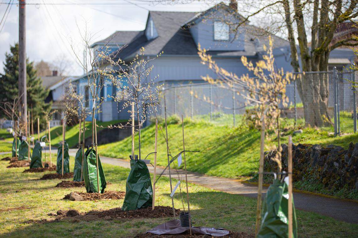 Newly planted trees line a Hilltop, Tacoma neighborhood in March 2025.