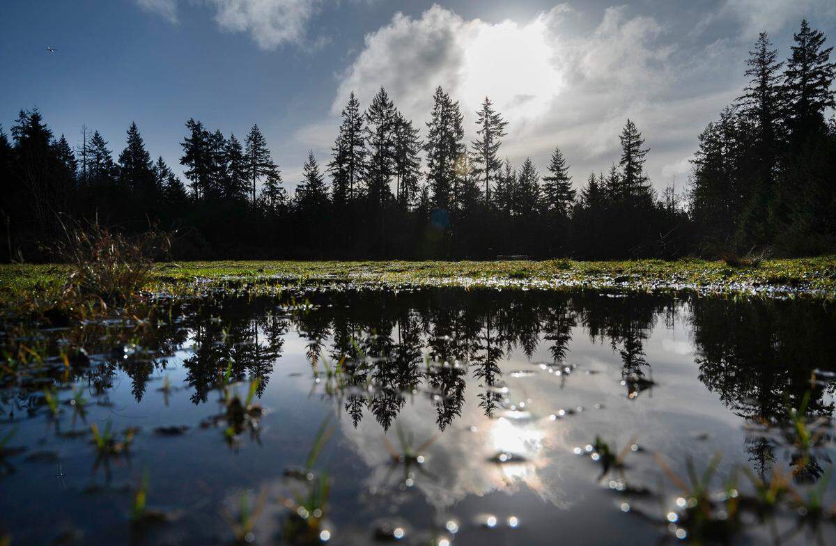 This grass meadow will be replaced with two synthetic turf athletic fields at the planned Gig Harbor Sports Complex.