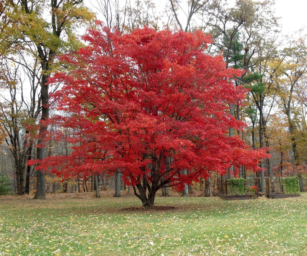 The maple family offers colorful foliage displays and it’s not too late to bring home a tree for planting.
