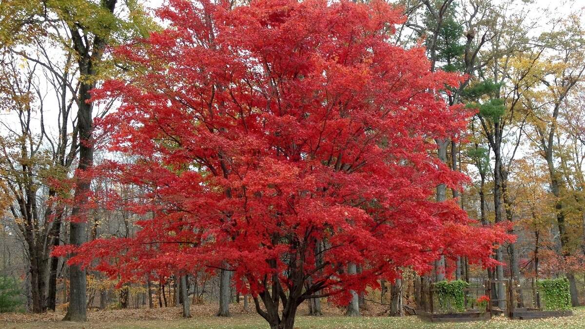 The maple family offers colorful foliage displays.
