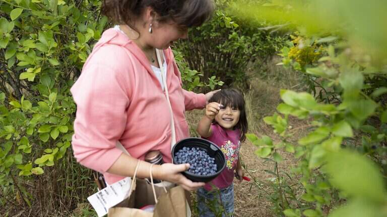 It’s now peak time to pick blueberries at Tacoma’s free food forest