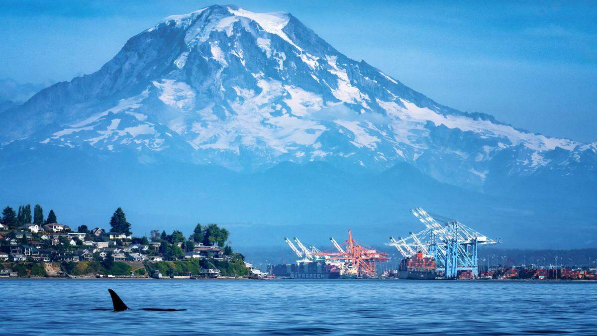 Ryan Dicks captured a photo of an orca breaching in front of Browns Point, the Port of Tacoma and Mount Rainier. The photo was taken in 2022.