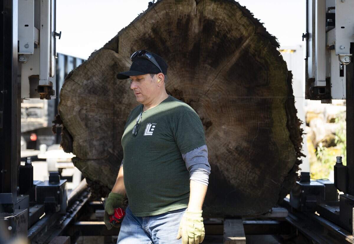 Larry Blackshaw prepares to start cutting a coastal redwood into slabs at Ranger Tree Service and Lakewood Live Edge, on Tuesday, June 16, 2026, in Lakewood, Wash.