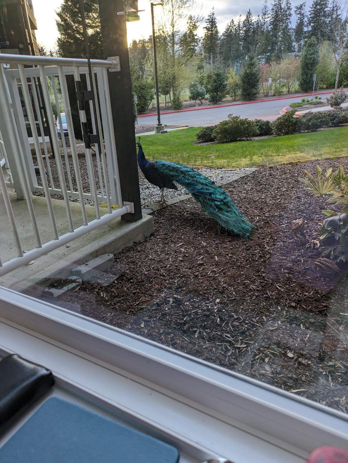 Louise Anderson found a peacock about 7:30 p.m. April 15, 2024 outside the window of her home at Heron’s Key