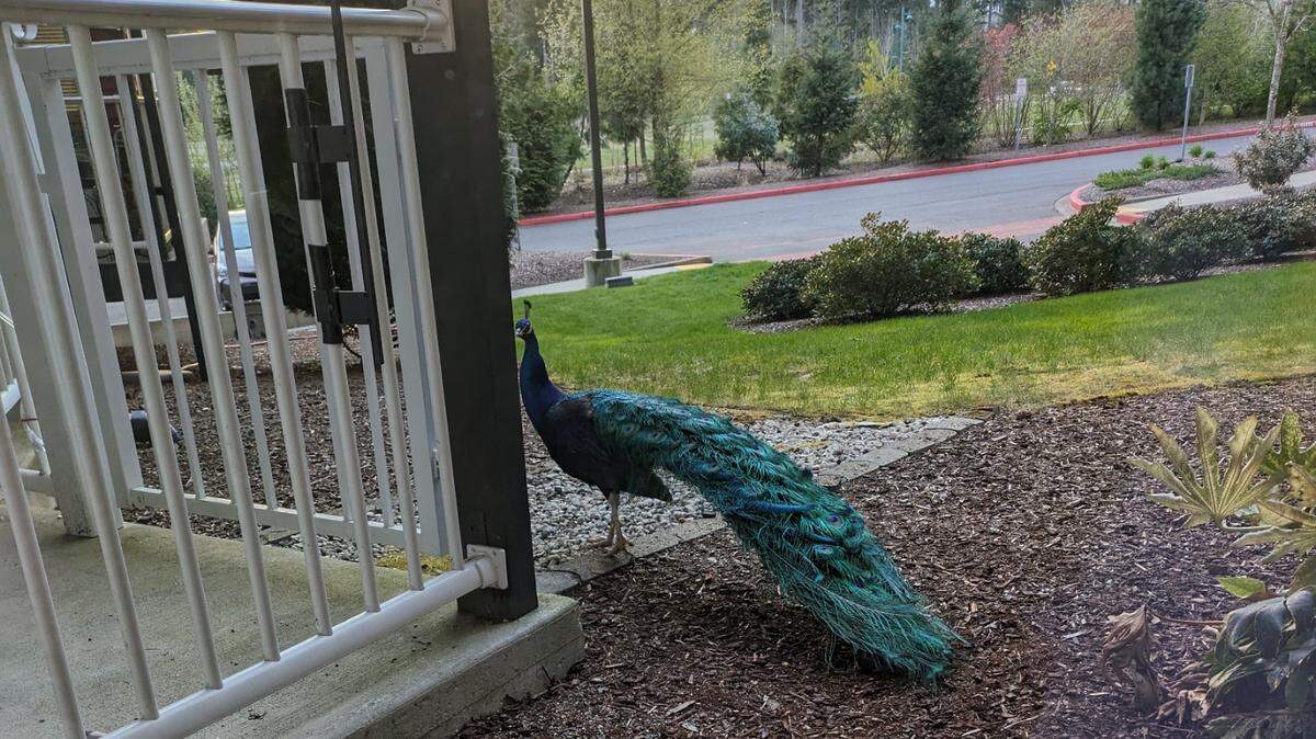 Louise Anderson found a peacock about 7:30 p.m. April 15, 2024 outside the window of her home at Heron’s Key
